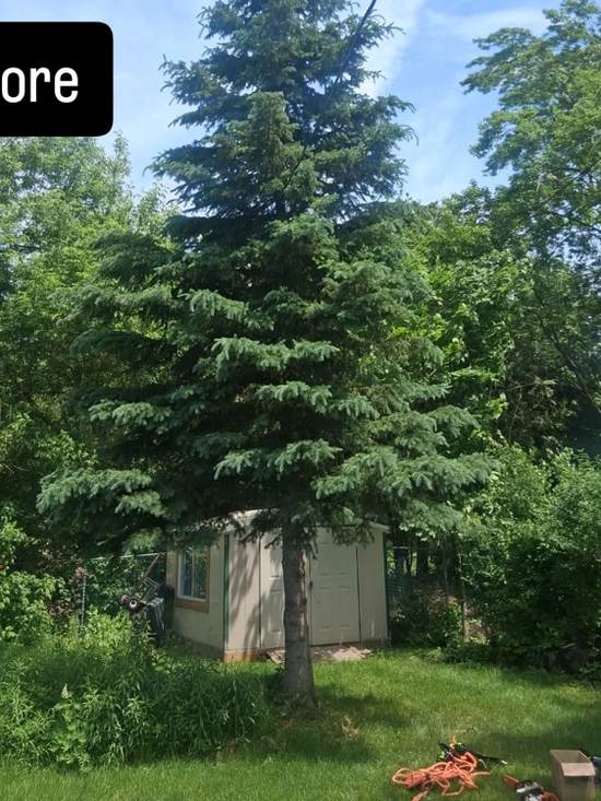 Large evergreen tree standing directly in front of a backyard shed before removal