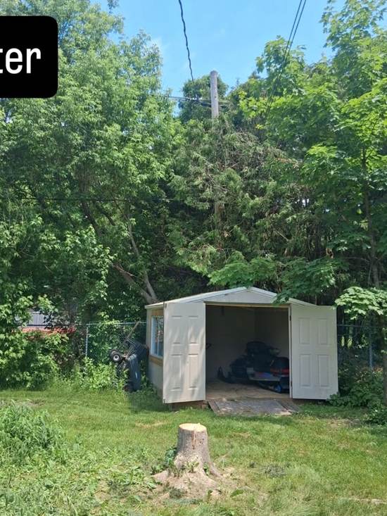 Backyard shed and lawn visible after the evergreen tree was removed
