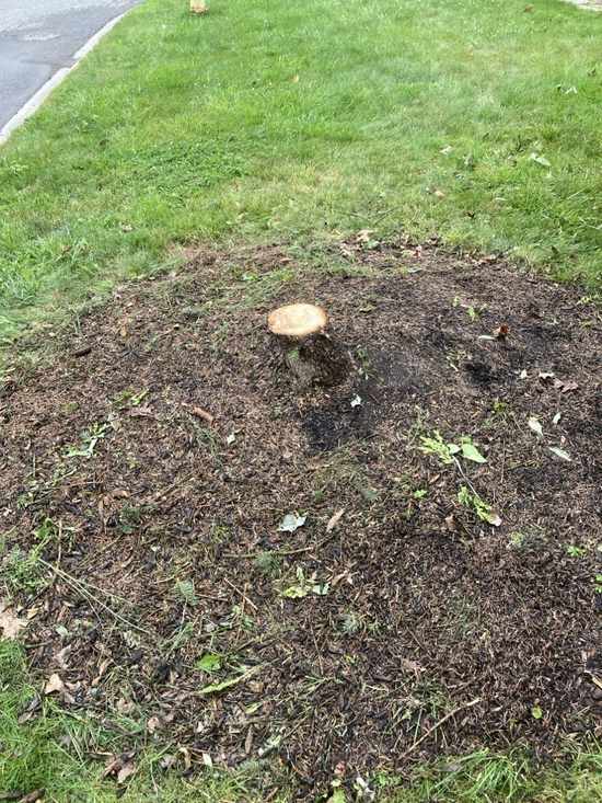Mature evergreen tree in a front yard before removal
