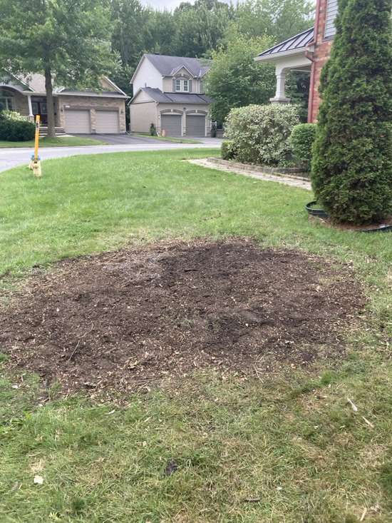 Front lawn cleared after the evergreen tree was removed